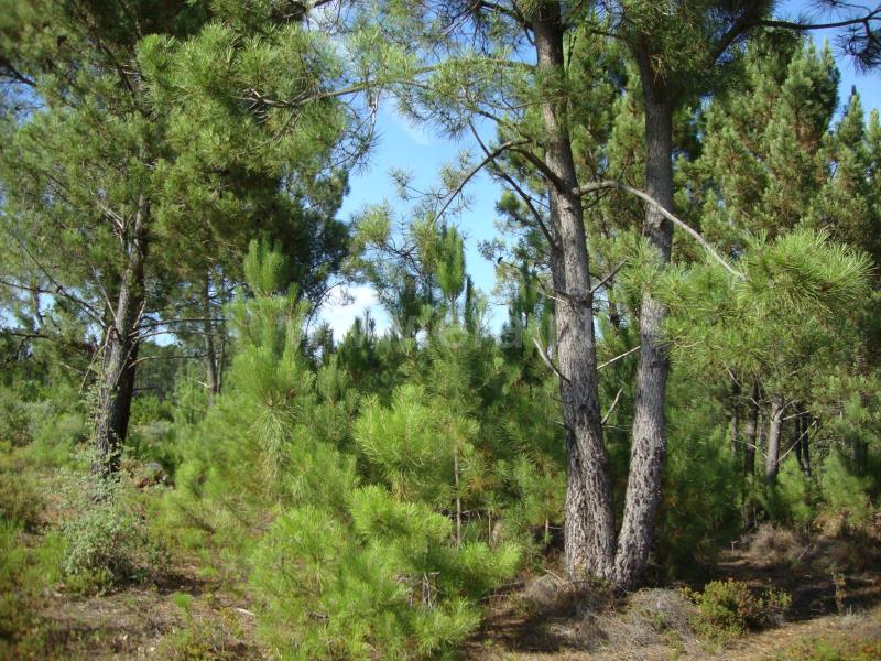 Terreno / Proença-a-Nova, Montes da Senhora