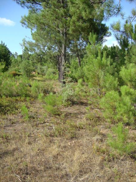 Terreno  Proença-a-Nova, Montes da Senhora - 666139 - 4