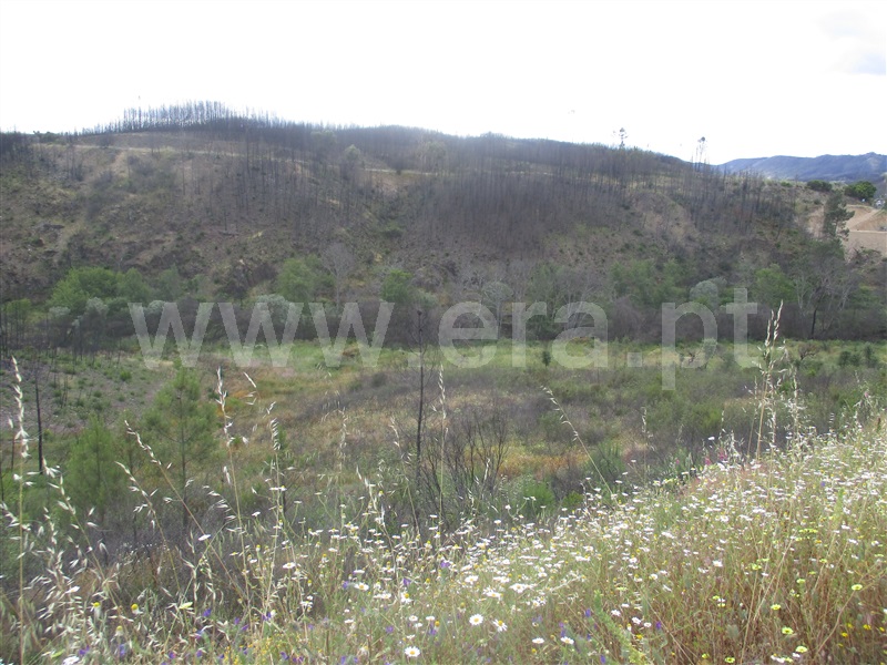Terreno  Proença-a-Nova, Alvito da Beira - 1405474 - 1