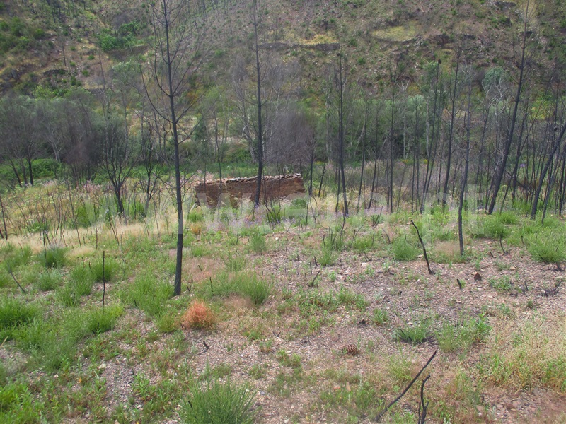 Terreno  Proença-a-Nova, Alvito da Beira - 1405474 - 3
