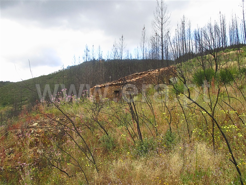 Terreno / Proença-a-Nova, Sobreira Formosa e Alvito da Beira