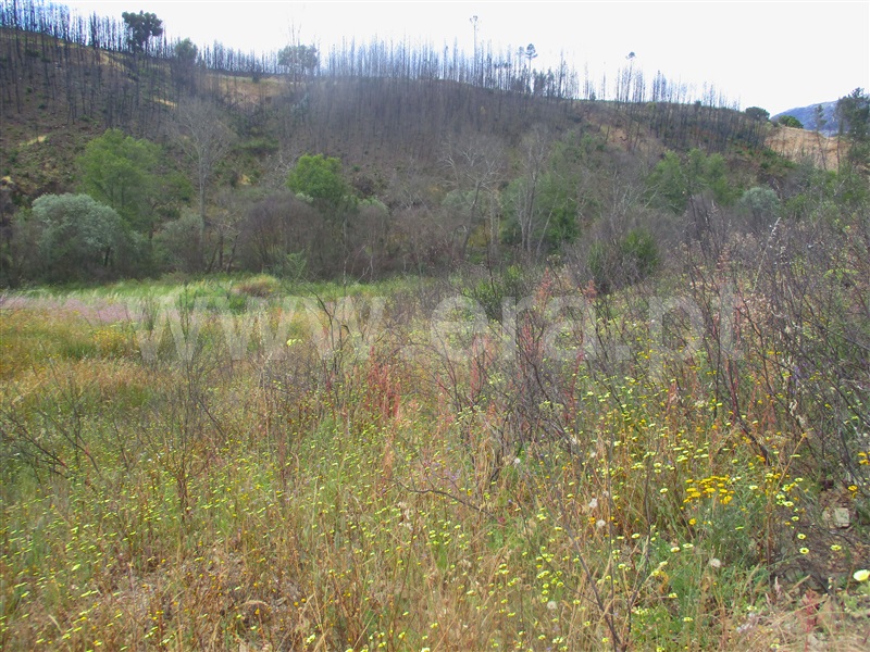 Terreno  Proença-a-Nova, Alvito da Beira - 1405474 - 7
