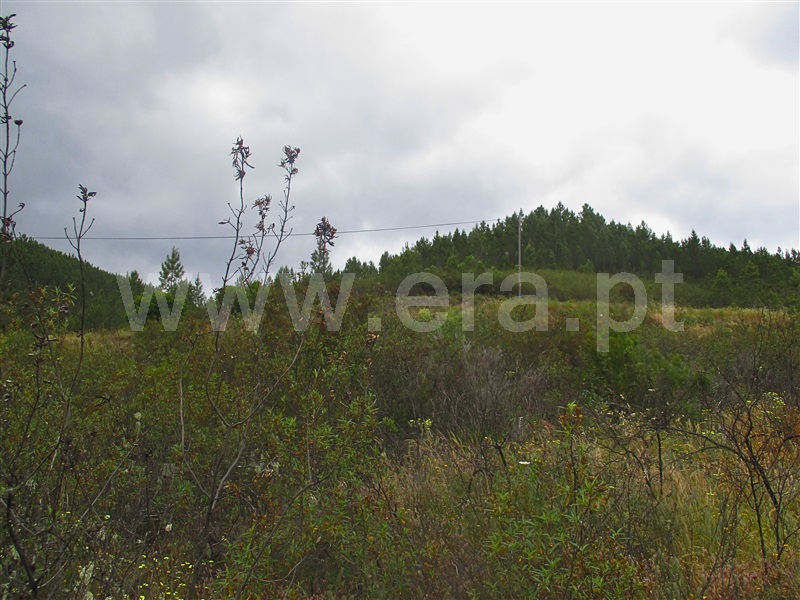 Terreno  Proença-a-Nova, Alvito da Beira - 1405474 - 9