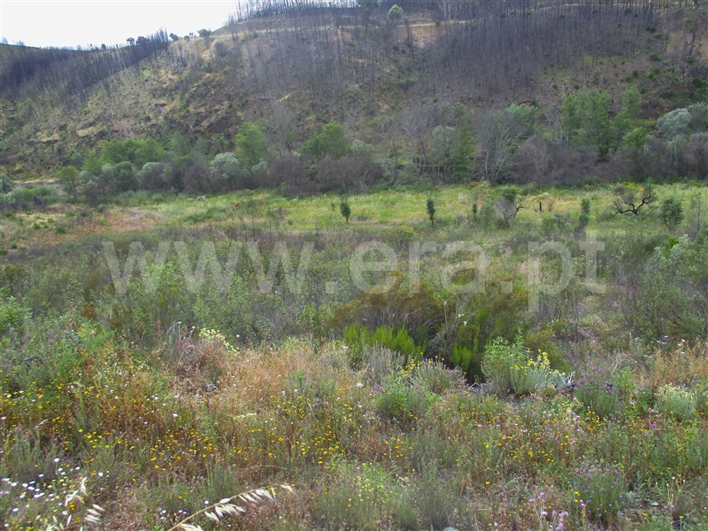 Terreno  Proença-a-Nova, Alvito da Beira - 1405474 - 12