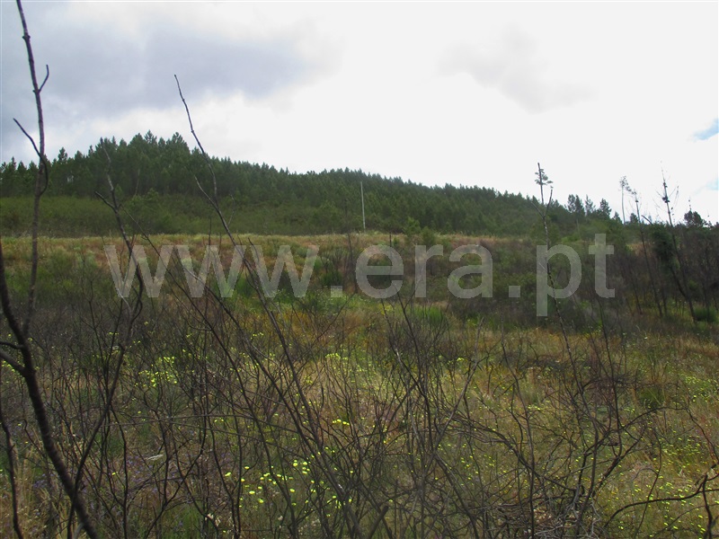 Terreno  Proença-a-Nova, Alvito da Beira - 1405474 - 13