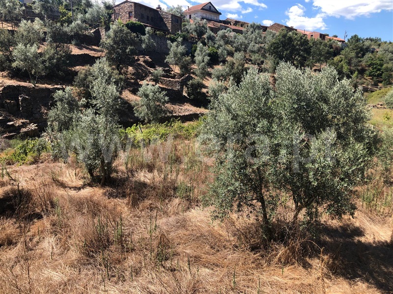 Terreno  Proença-a-Nova, Sobreira Formosa - 1440359 - 1