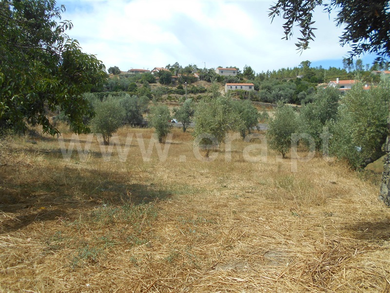 Terreno  Proença-a-Nova, Sobreira Formosa - 1112049 - 3