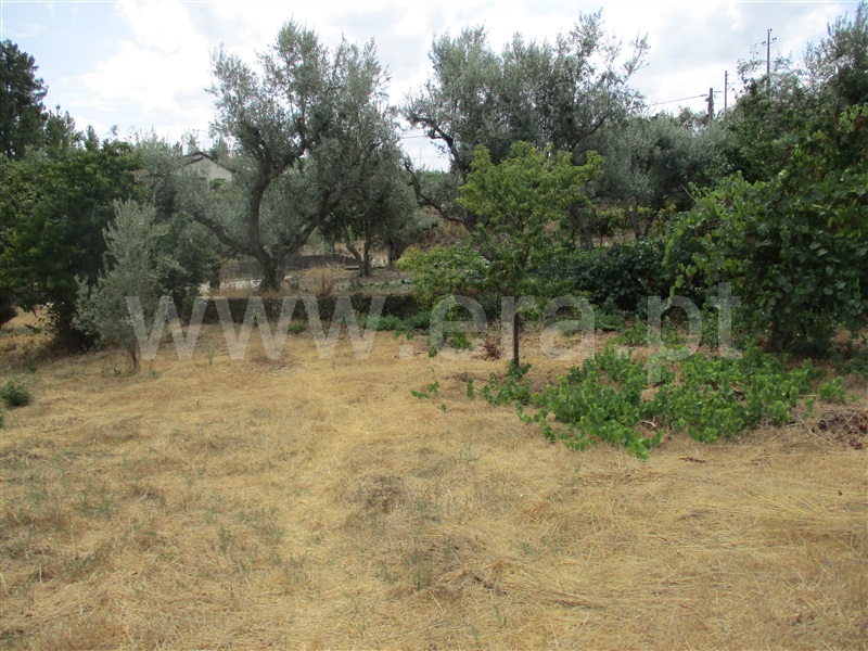Terreno  Proença-a-Nova, Sobreira Formosa - 1294257 - 9