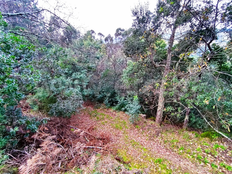 Terreno  Resende, Anreade e São Romão de Aregos - 1381833 - 9