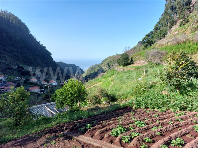 Terreno / Ribeira Brava, Tabua