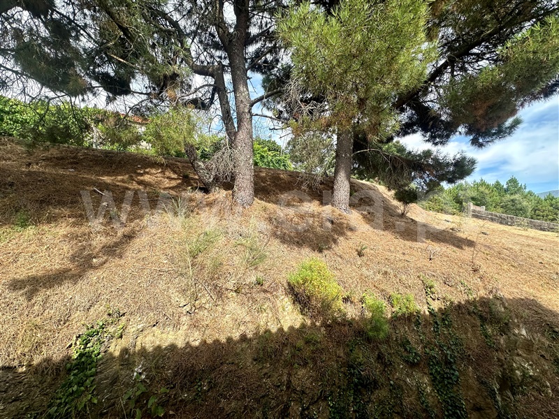 Moradia Isolada  Ribeira de Pena, Canedo - 1424481 - 4