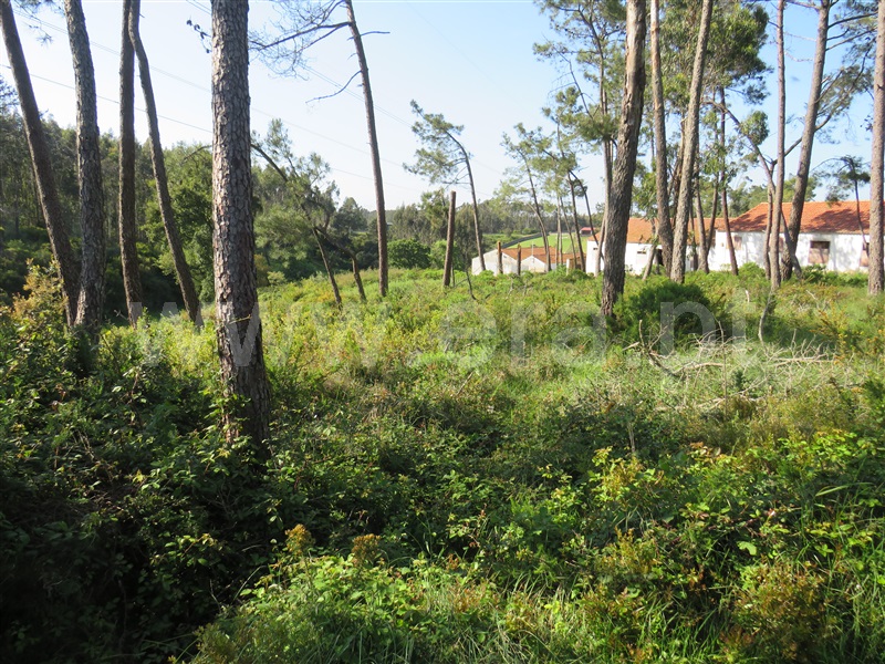 Terreno  com Urbano Rio Maior, Alto da Serra - 1245650 - 9