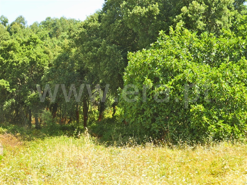 Terreno  Rio Maior - 1491304 - 2