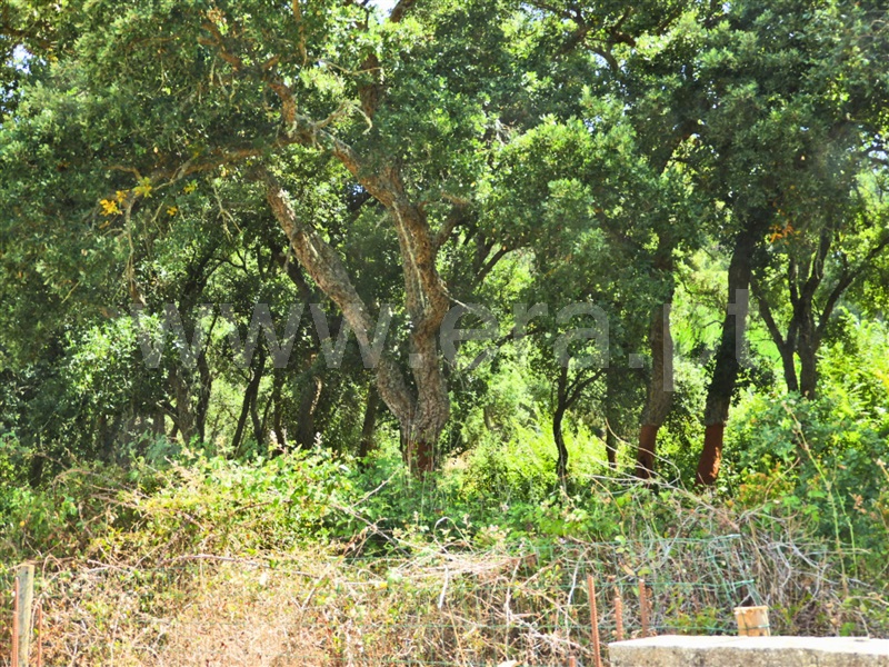 Terreno  Rio Maior - 1491304 - 7