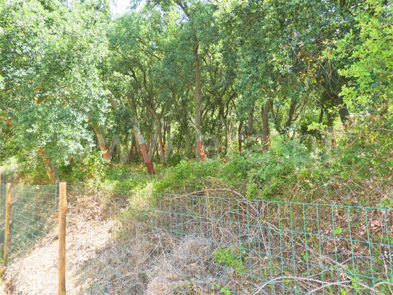 Terreno  Rio Maior - 1491304 - 8