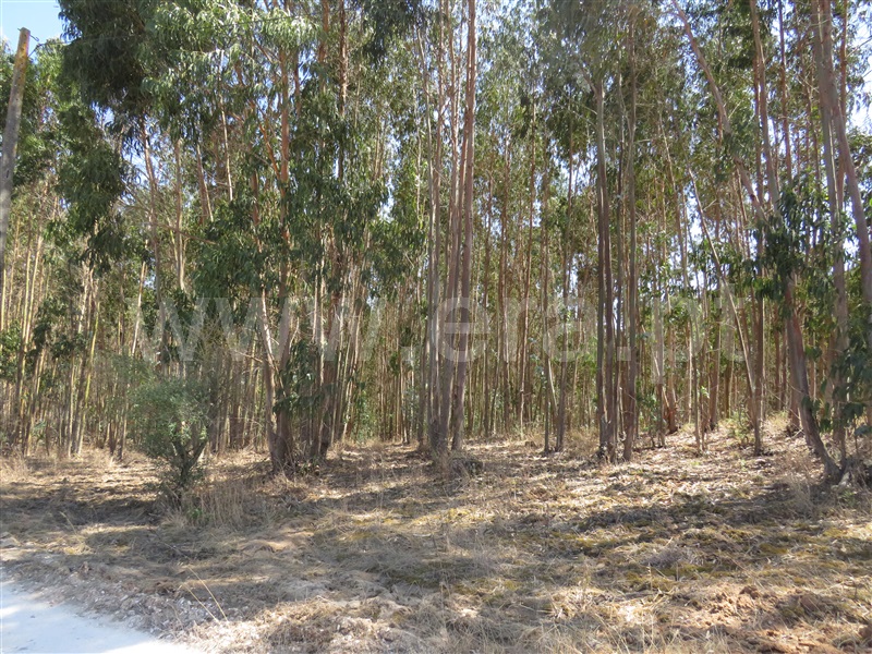 Terreno  Rio Maior, S. Sebastião - 758408 - 2