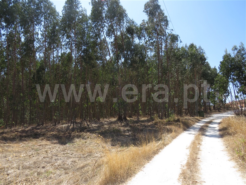 Terreno  Rio Maior, S. Sebastião - 758408 - 3