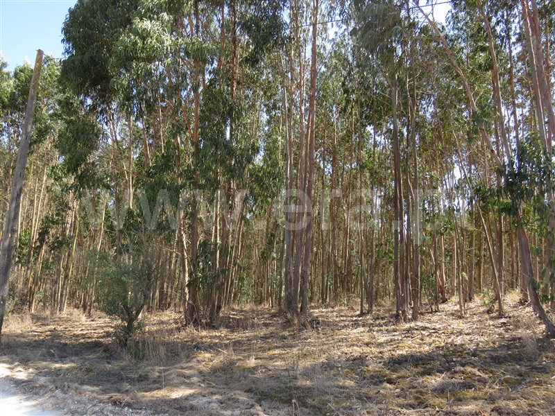 Terreno  Rio Maior, S. Sebastião - 758408 - 4