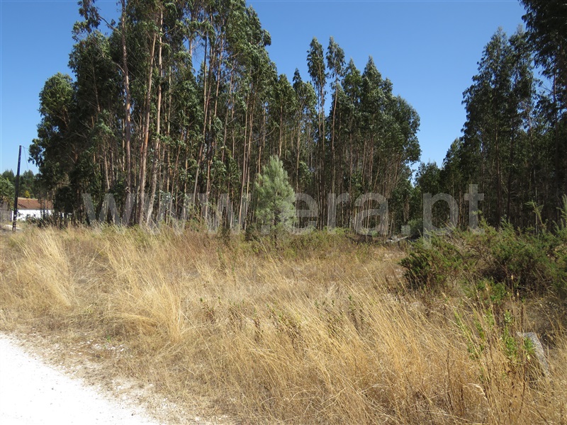Terreno  Rio Maior, S. Sebastião - 758408 - 5