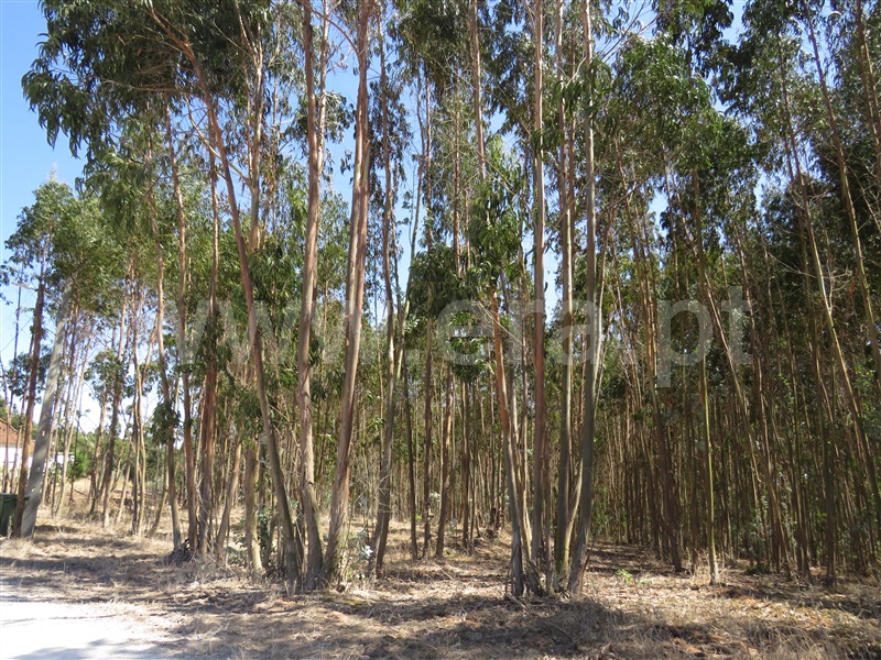 Terreno  Rio Maior, S. Sebastião - 758408 - 6