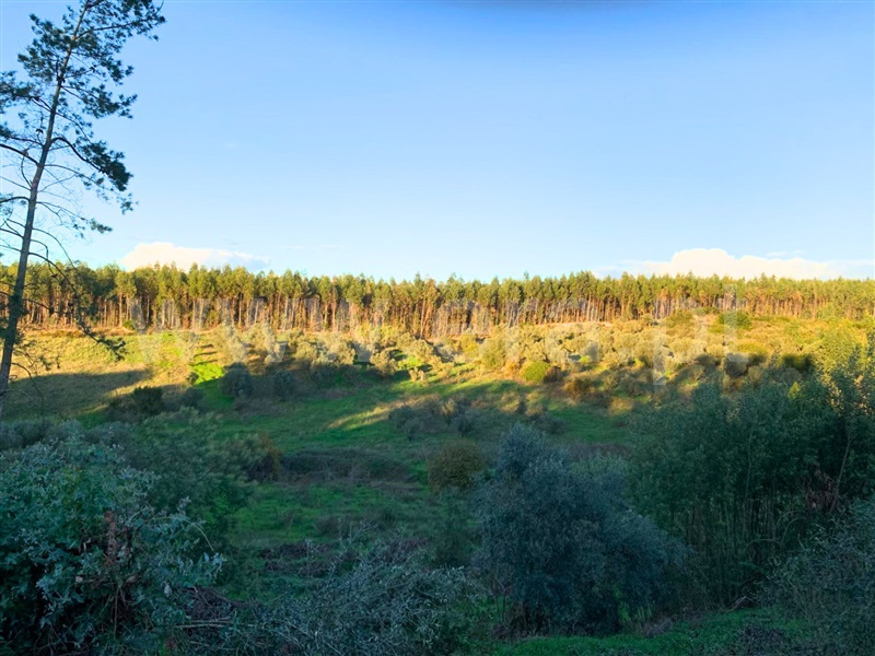 Herdade  Rio Maior, São João da Ribeira - 1486480 - 9