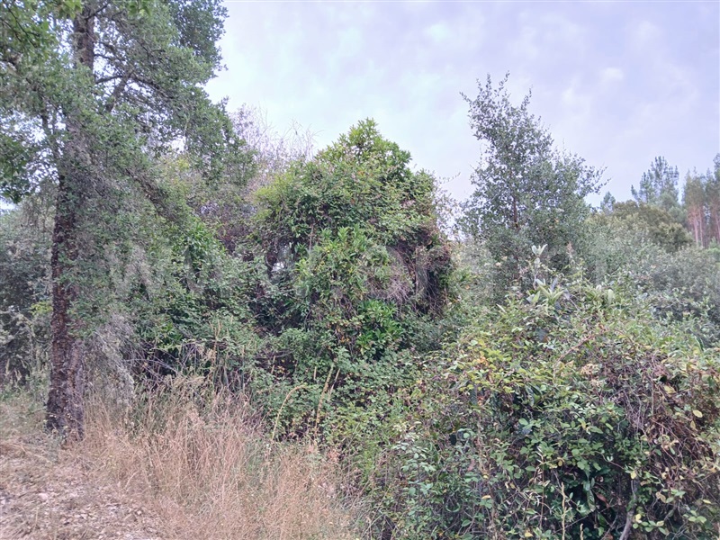 Terreno Rústico  Abrantes, Alvega e Concavada - 1484427 - 4