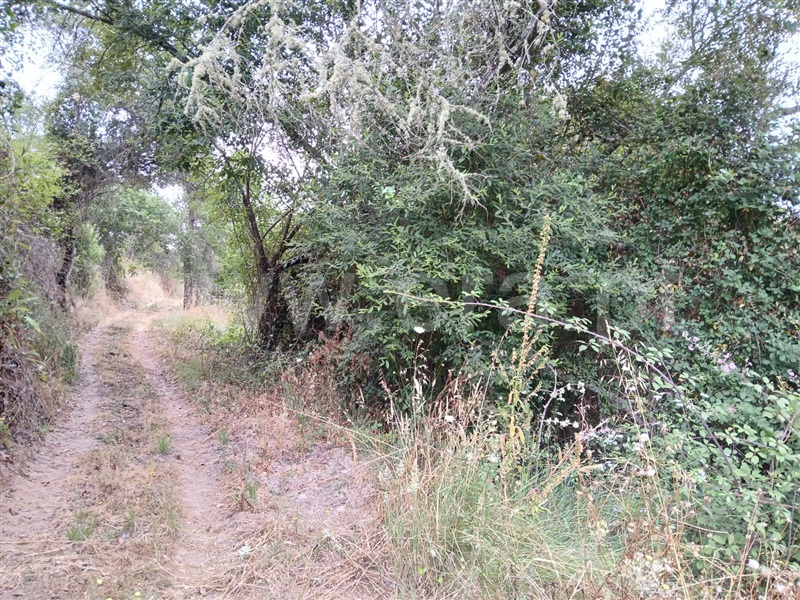 Terreno Rústico  Abrantes, Alvega e Concavada - 1484427 - 6