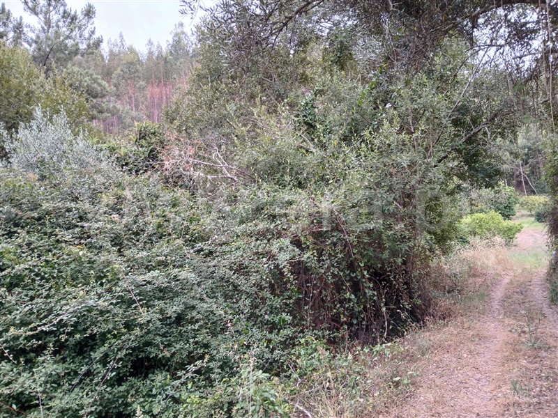 Terreno Rústico  Abrantes, Alvega e Concavada - 1484427 - 8