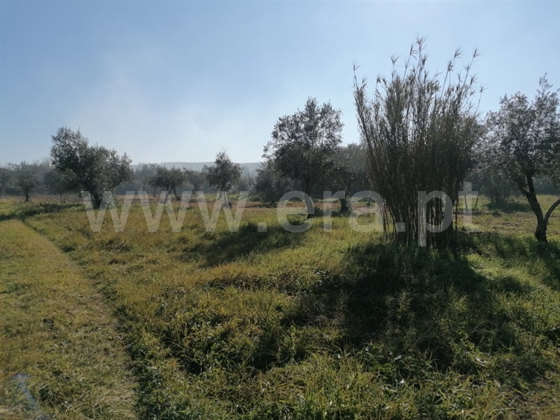 Terreno  Abrantes, Alvega - 1295431 - 3