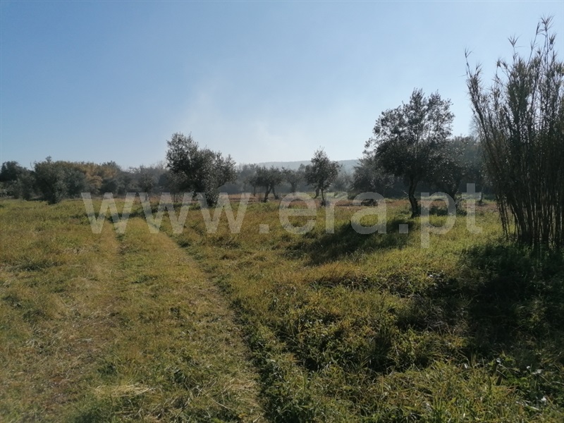 Terreno  Abrantes, Alvega - 1295431 - 4