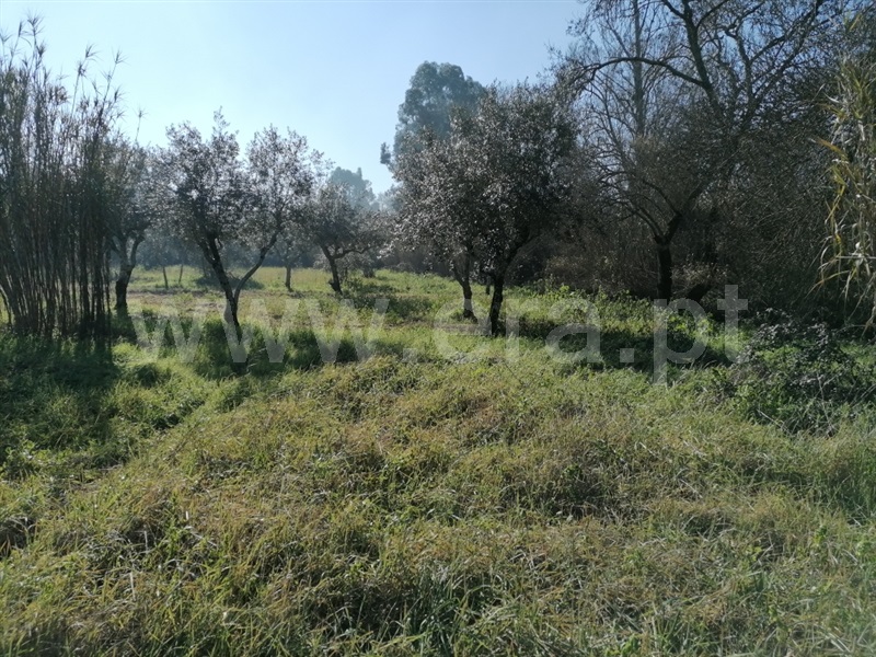 Terreno  Abrantes, Alvega - 1295431 - 5