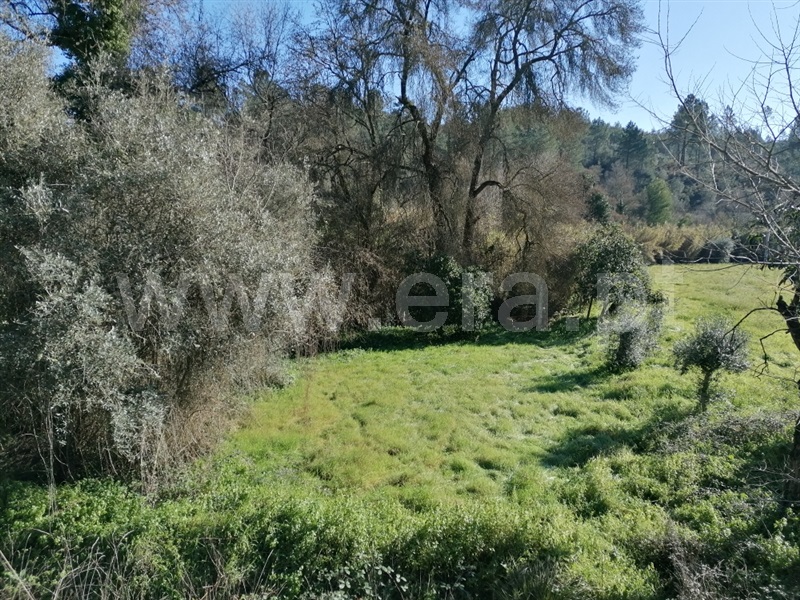 Terreno Rústico  Abrantes, Alvega - 1295432 - 4