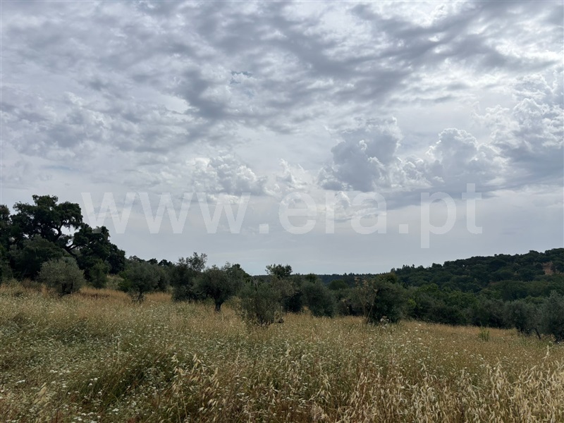 Terreno Rústico  Abrantes, Barrada - 1488652 - 4