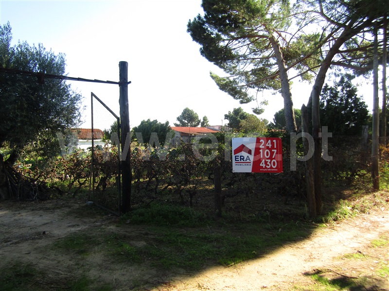Terreno Rústico / Abrantes, Cabrito