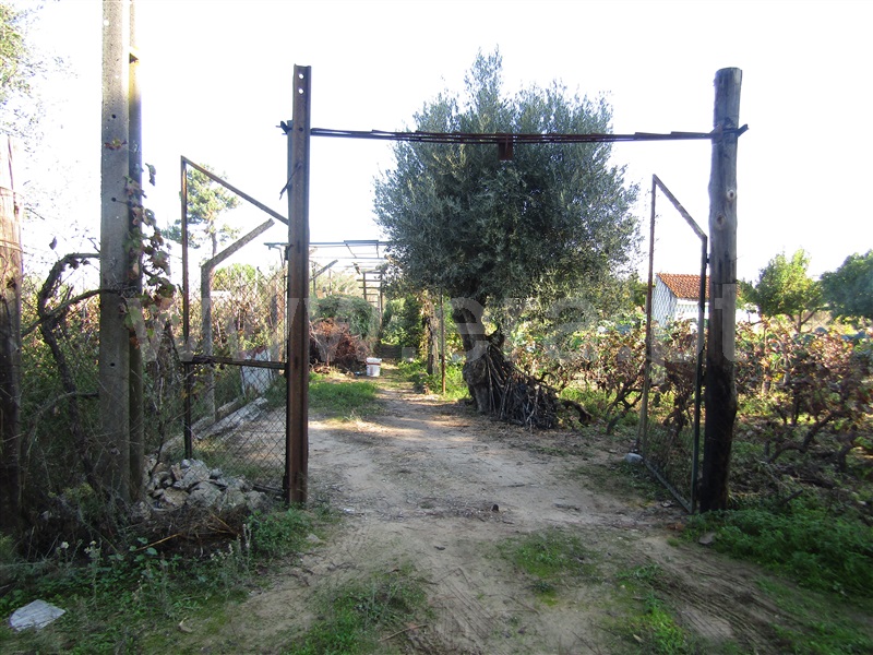 Terreno Rústico  Abrantes, Cabrito - 1206493 - 2