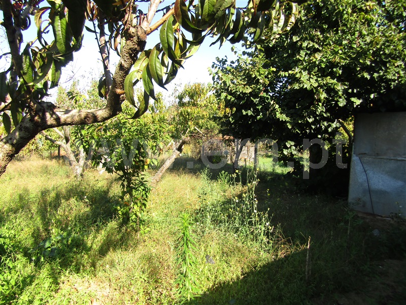 Terreno Rústico  Abrantes, Cabrito - 1206493 - 11