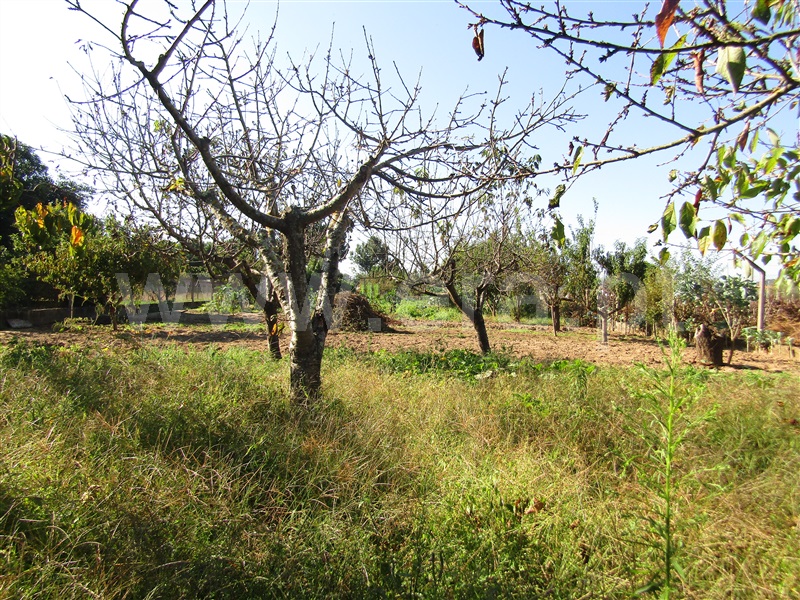 Terreno Rústico  Abrantes, Cabrito - 1206493 - 12