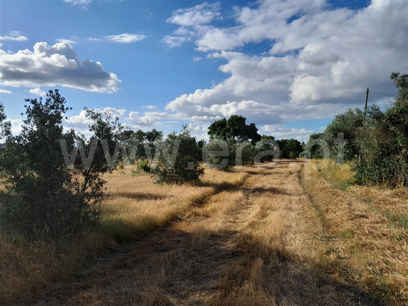 Terreno  Abrantes, Martinchel - 1407183 - 3
