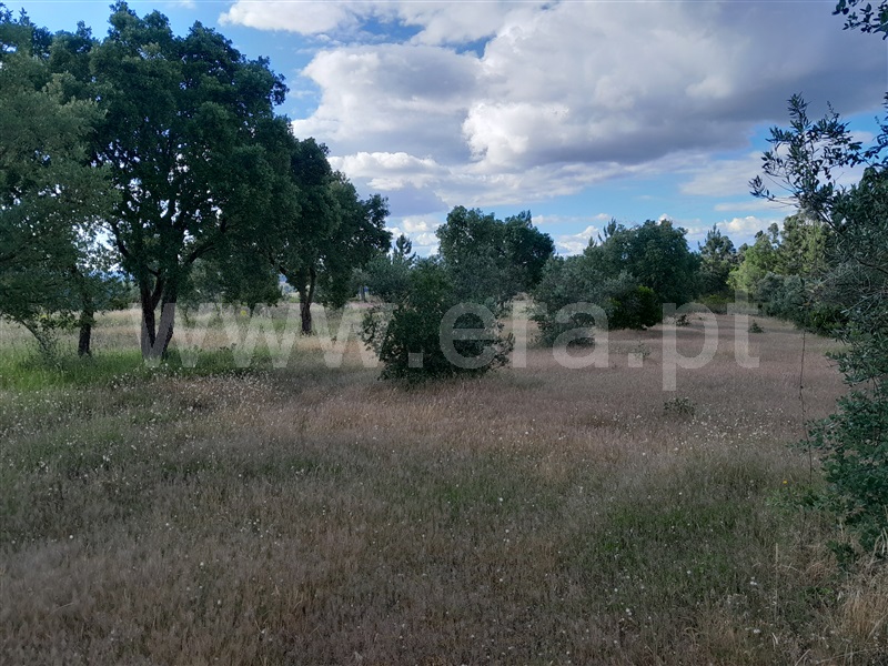 Terreno  Abrantes, Martinchel - 1407183 - 4