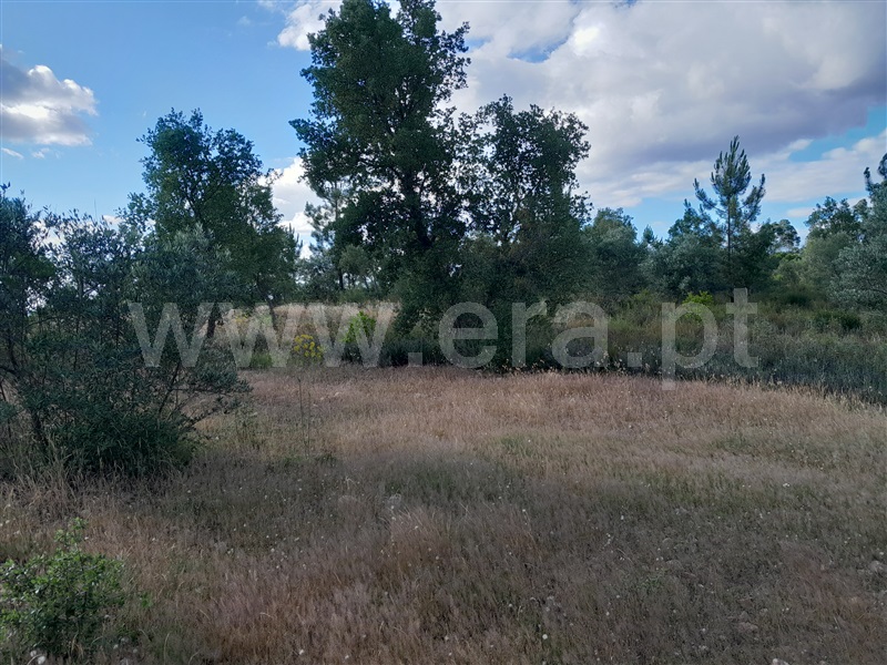 Terreno  Abrantes, Martinchel - 1407183 - 5