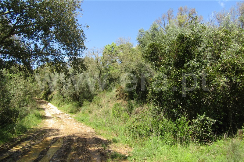 Terreno Rústico  Abrantes, Mouriscas - 1478341 - 11