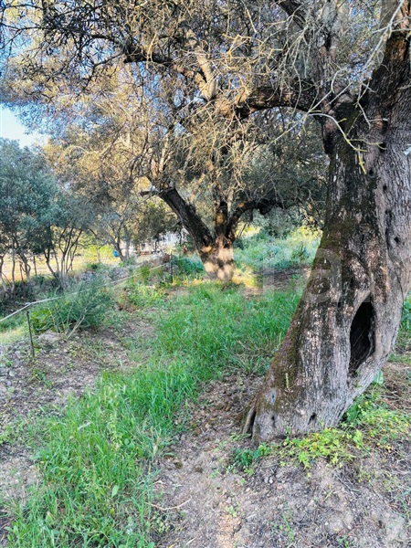 Terreno Rústico  Albufeira, Paderne - 1499521 - 4