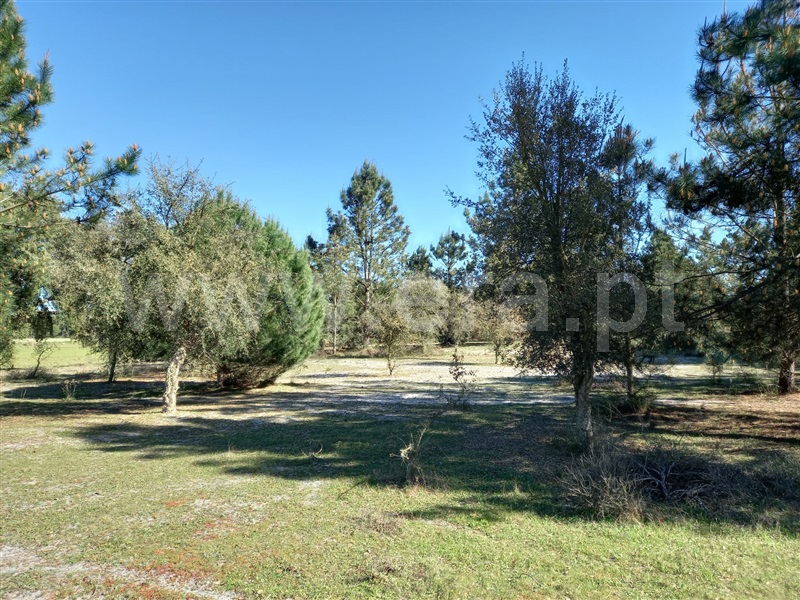 Terreno Rústico  Alcácer do Sal, Alcácer do Sal (Santa Maria do Castelo e Santiago) e Santa Susana - 1480719 - 11