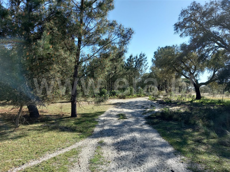 Terreno Rústico  Alcácer do Sal, Alcácer do Sal (Santa Maria do Castelo e Santiago) e Santa Susana - 1480719 - 12