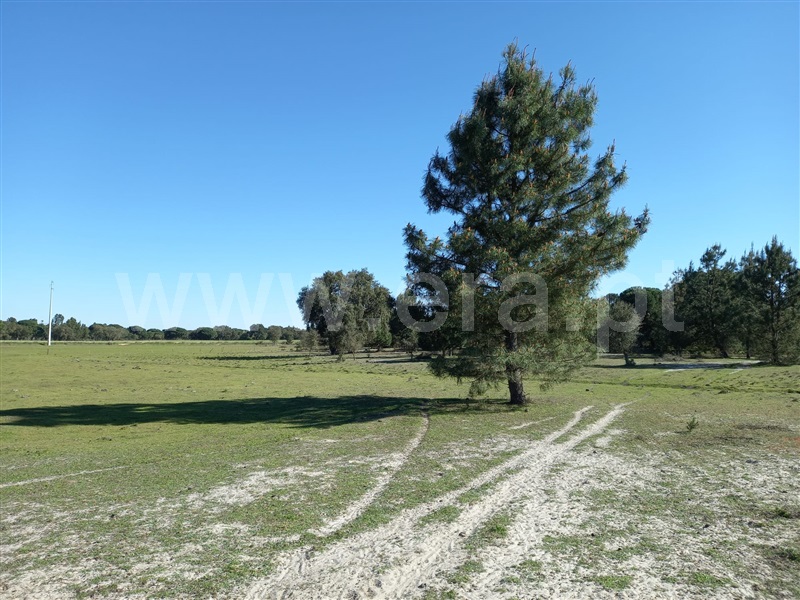 Terreno Rústico  Alcácer do Sal, Alcácer do Sal (Santa Maria do Castelo e Santiago) e Santa Susana - 1480719 - 16
