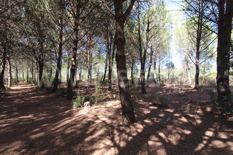 Terreno Rústico  Alcanena, Alcanena - 1268083 - 3