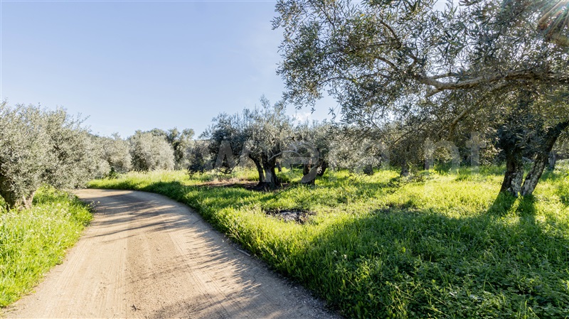 Terreno Rústico  Alcoutim, Pontal - 1507978 - 2