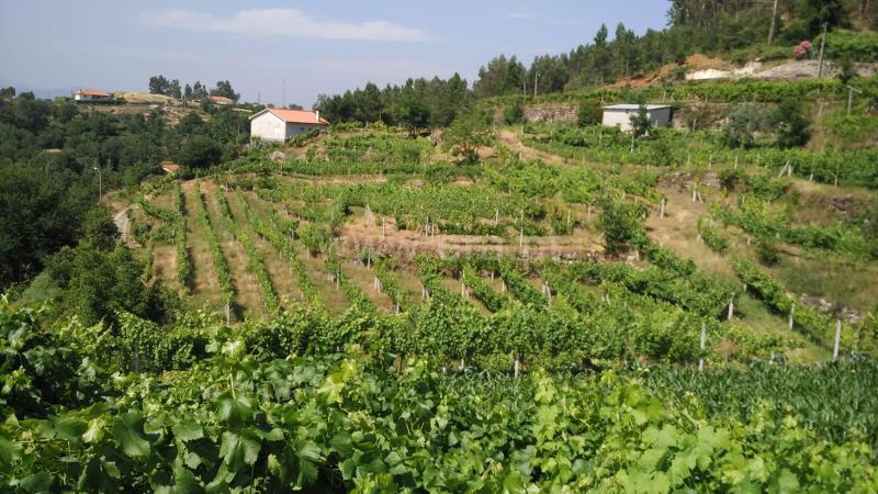 Terreno Rústico  Amarante, Gouveia (São Simão) - 829427 - 4