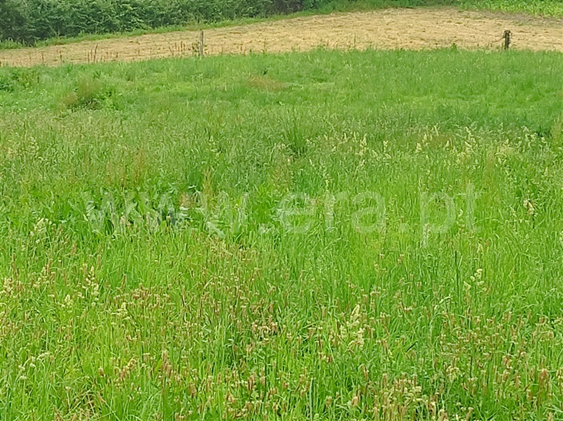 Terreno Rústico  com Agrícola Amares, Caldelas, Sequeiros e Paranhos - 1412630 - 6