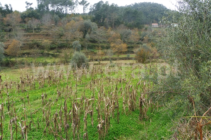 Terreno Rústico  Amares, Vilela, Seramil e Paredes Secas - 1136527 - 3